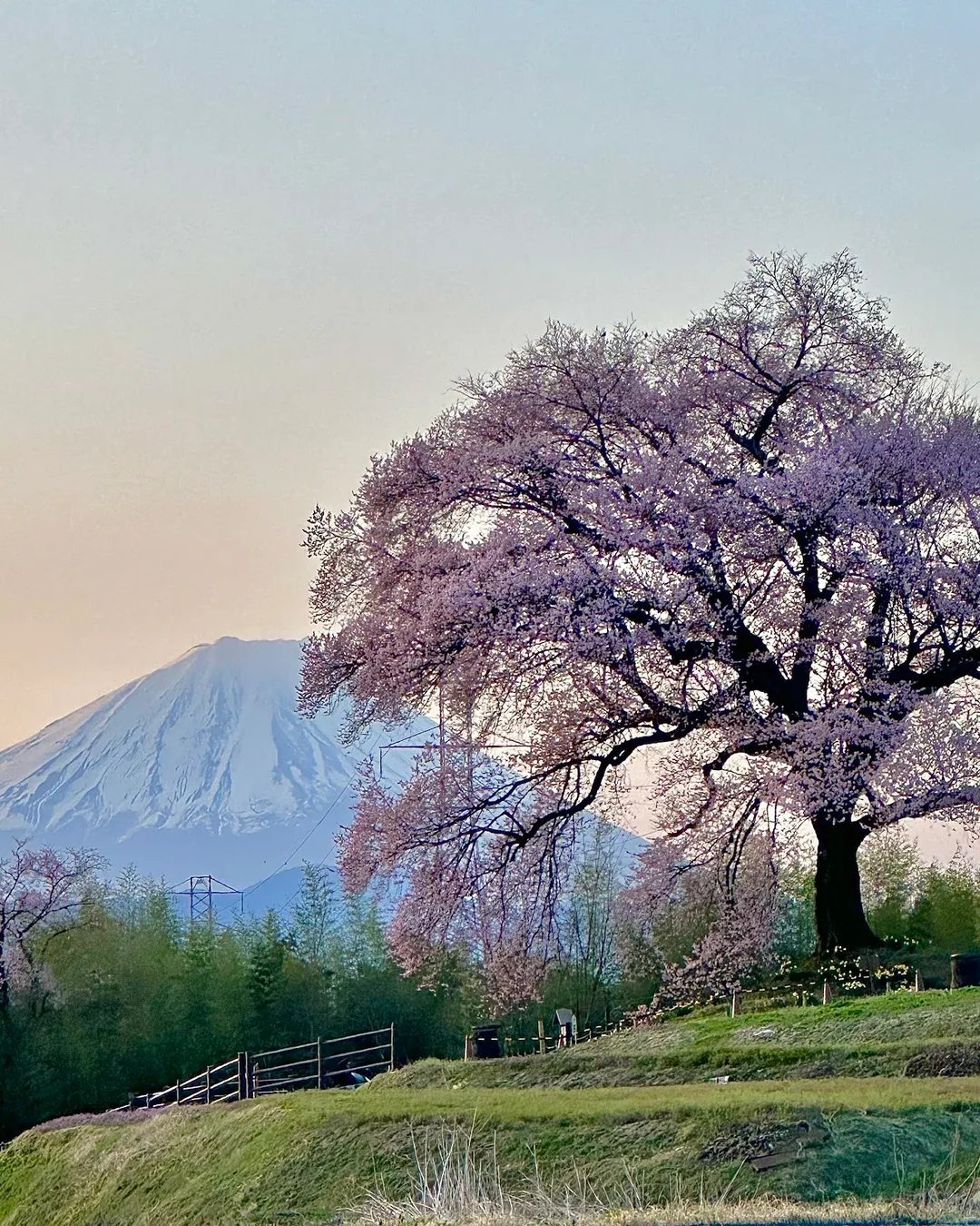 🌸 악어 언덕 벚나무 (와니즈카노사쿠라)